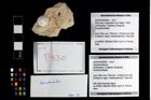 Foto (Objekt + Etikett) von Goniodromites sp.  (NHMW-GEO-2014-0194-0830)